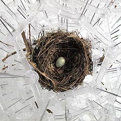Bea Haines Nest